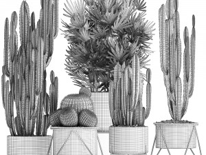 collection of exotic cactus plants 8 3D Модель
