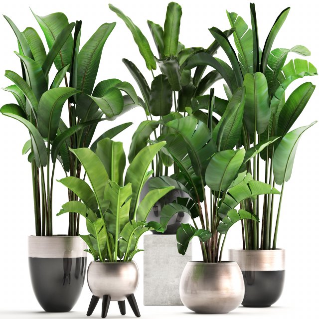 exotic plants banana tree set 3D Модель .c4d .max .obj .3ds .fbx .stl .blend 