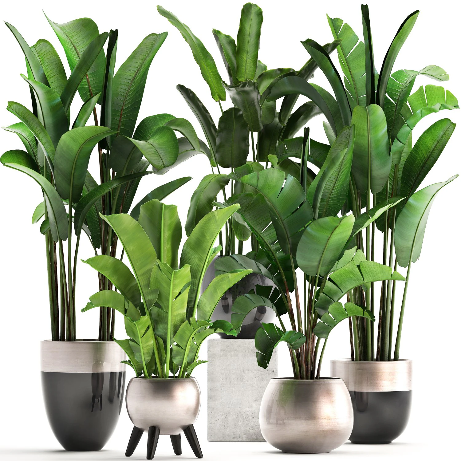 exotic plants banana tree set 3D Model .c4d .max .obj .3ds .fbx .stl .blend