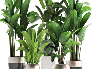 exotic plants banana tree set 3D Model