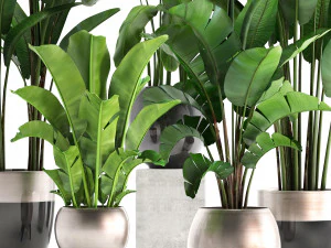 exotic plants banana tree set 3D Model