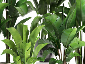 exotic plants banana tree set 3D Модель