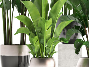 exotic plants banana tree set 3D Модель