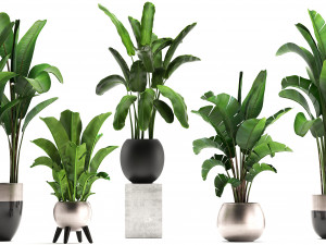 exotic plants banana tree set 3D Модель