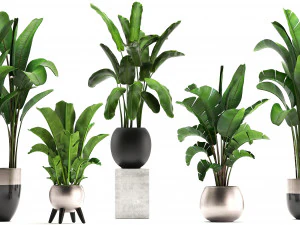 exotic plants banana tree set 3D Model