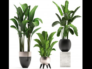 exotic plants banana tree set 3D Модель