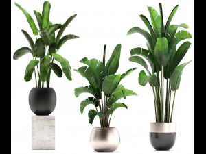 exotic plants banana tree set 3D Model