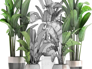 exotic plants banana tree set 3D Модель