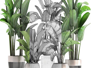 exotic plants banana tree set 3D Model