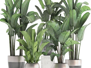 exotic plants banana tree set 3D Model