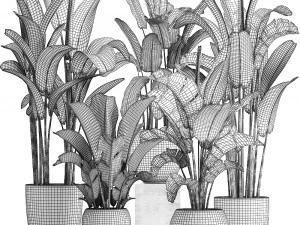 exotic plants banana tree set 3D Model