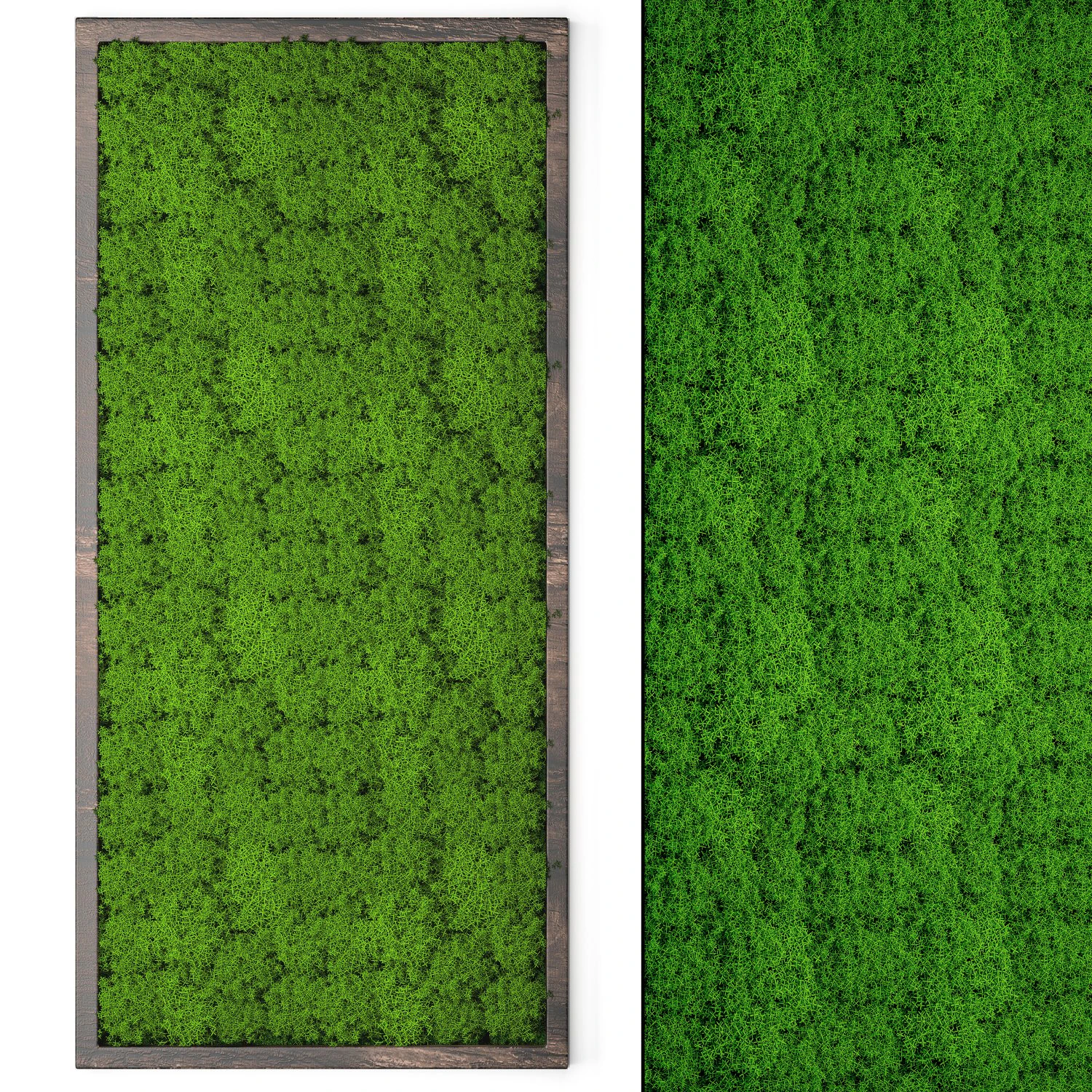 stabilized moss 15 3D Model .c4d .max .obj .3ds .fbx .stl .blend 