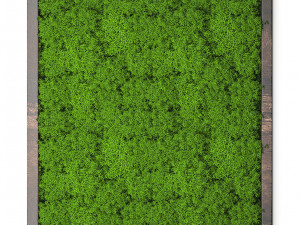 stabilized moss 15 3D Model