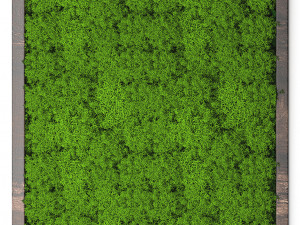 stabilized moss 15 3D Model