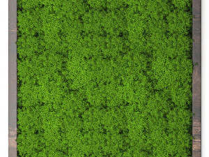 stabilized moss 15 3D Model