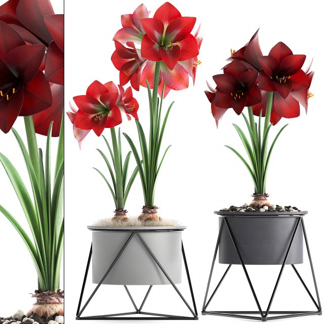 hippeastrum in a flower pot Model 3D .c4d .max .obj .3ds .fbx .stl .blend 