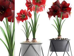 hippeastrum in a flower pot 3D मॉडल