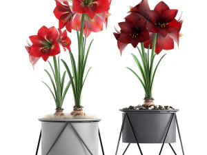 hippeastrum in a flower pot 3D Model