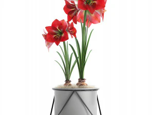 hippeastrum in a flower pot 3D Model