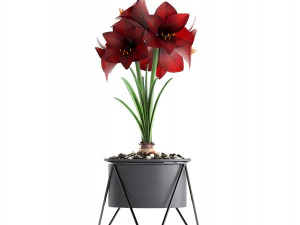 hippeastrum in a flower pot 3D Model
