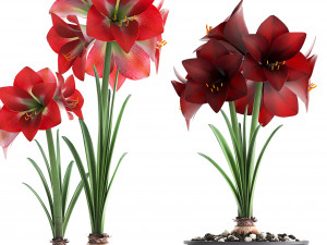 hippeastrum in a flower pot Model 3D