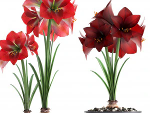 hippeastrum in a flower pot 3D Model