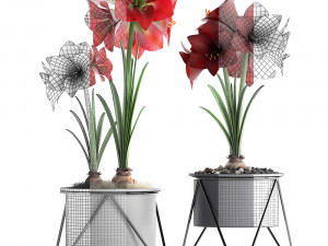 hippeastrum in a flower pot Model 3D