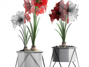 hippeastrum in a flower pot 3D Model