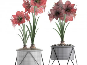hippeastrum in a flower pot 3D Model