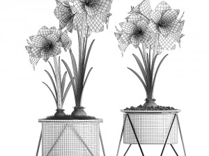 hippeastrum in a flower pot 3D Model