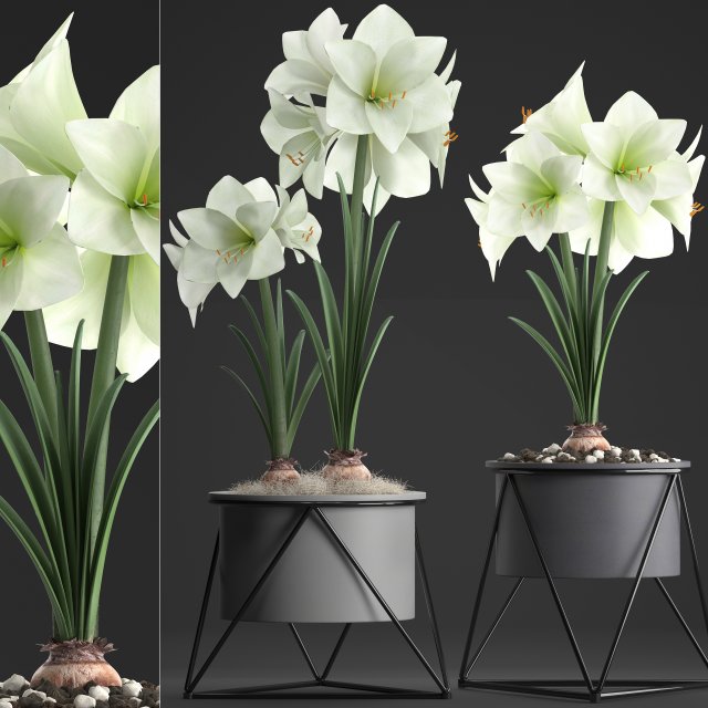 hippeastrum in a flower pot 1 3D Model .c4d .max .obj .3ds .fbx .stl .blend 