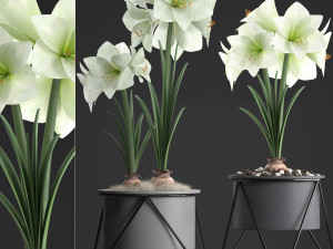hippeastrum in a flower pot 1 3D मॉडल