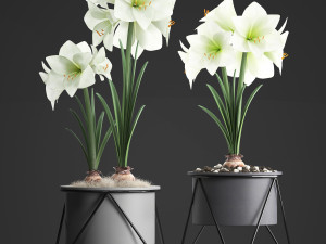 hippeastrum in a flower pot 1 3D Model