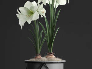hippeastrum in a flower pot 1 3D Model