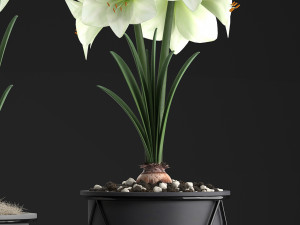 hippeastrum in a flower pot 1 3D Model
