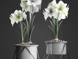 hippeastrum in a flower pot 1 3D Model