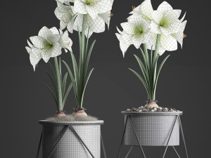 hippeastrum in a flower pot 1 3D Model