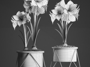 hippeastrum in a flower pot 1 3D Model