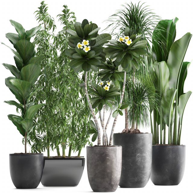 collection exotic plants Modèle 3D .c4d .max .obj .3ds .fbx .stl .blend 