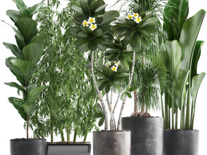 collection exotic plants 3D Model