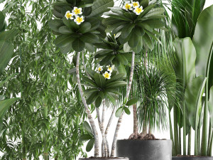 collection exotic plants Modèle 3D