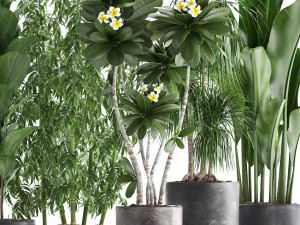 collection exotic plants Modèle 3D