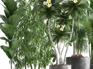 collection exotic plants Modèle 3D