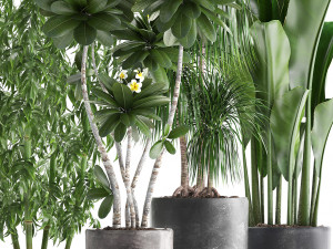 collection exotic plants Modèle 3D