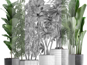 collection exotic plants Modèle 3D