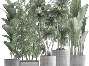 collection exotic plants Modèle 3D