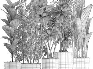 collection exotic plants Modèle 3D