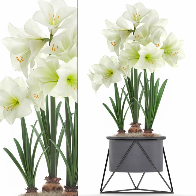 hippeastrum in a flower pot 3 3D मॉडल .c4d .max .obj .3ds .fbx .stl .blend 