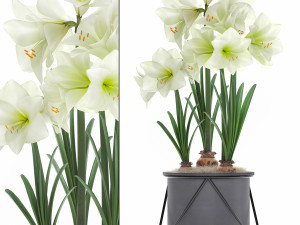 hippeastrum in a flower pot 3 3D Model