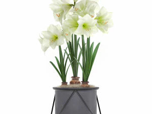 hippeastrum in a flower pot 3 3D Model